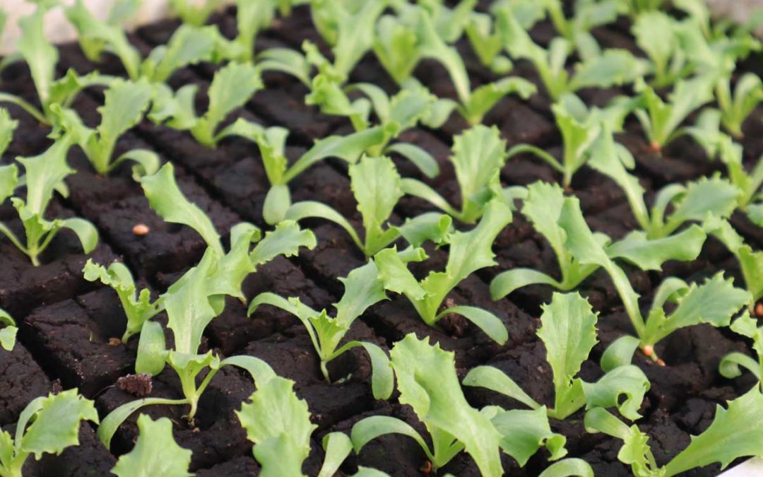Tips for dyrking av salat i bed eller krukker